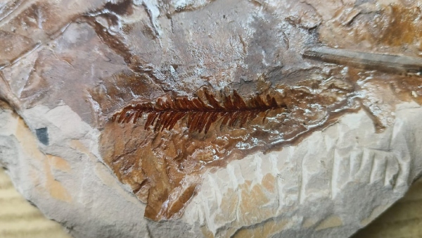 65 million years oldest fossils found In this district, know details 65 million years oldest fossils found In this district, know details