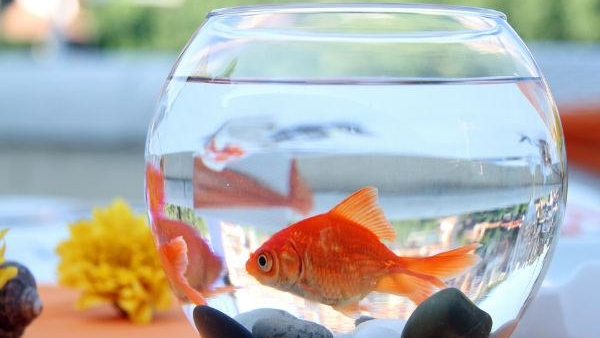 Aquarium is very auspicious for the house: If this is wrong, the problems are more