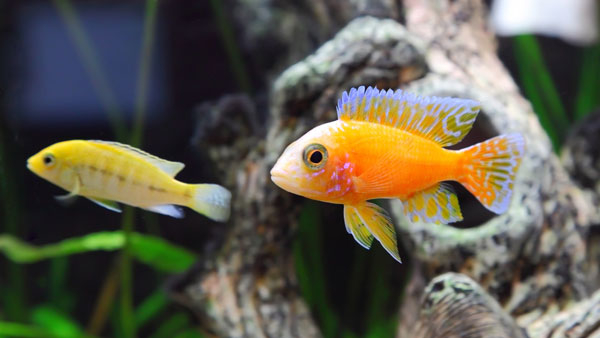 Aquarium is very auspicious for the house: If this is wrong, the problems are more