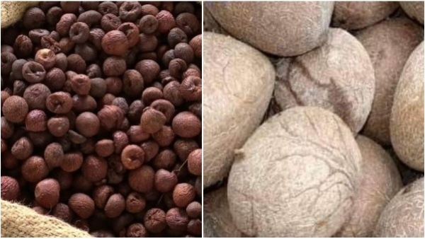 Areca Nut Prices Dip Slightly, Latest Copra Rates in Karnataka Markets On February 14th 