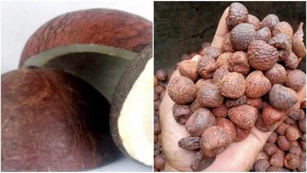 Areca Nut Prices Experience Slight Decrease, Latest Copra Rates in Karnataka Markets as of Feb 27th 