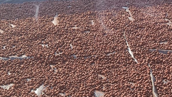 Arecanut price details in Davanagere market on February 10, know details Arecanut price details in Davanagere market on February 10, know details