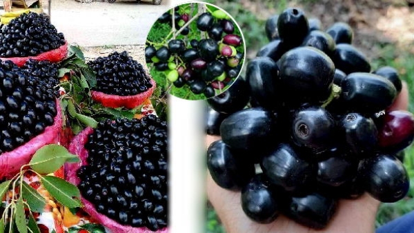 What Are The Benefits Of Jamun Fruit In Summer Days 