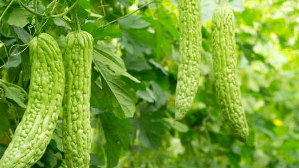 Bitter gourd plant Vastu tips: Shouldnt you plant it at home?