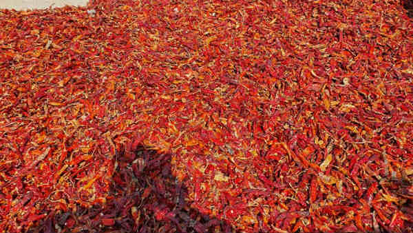 Byadgi Red Chilli: Byadgi market in Haveri received a record 83,568 quintals of chilli