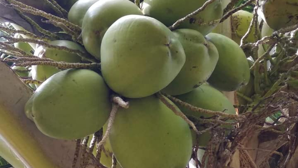 Summer Tender Coconuts Price Cross Rs 50 In Bengaluru