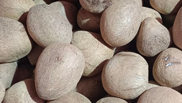 Tumkur: Farmers Outraged Government Delays Copra Purchase at NAFED Center Tumkur: Farmers Outraged Government Delays Copra Purchase at NAFED Center