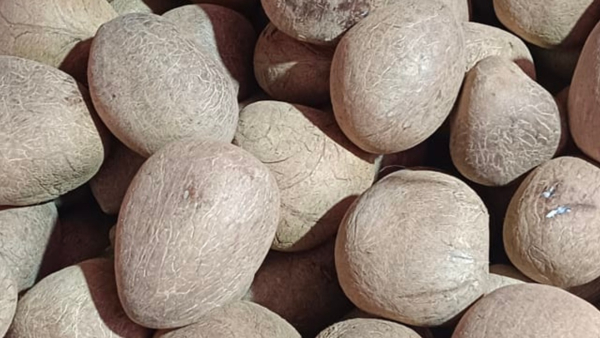 Copra: Centre instructed to Buy only 62000 copra from growers: Farmers gathers for registration