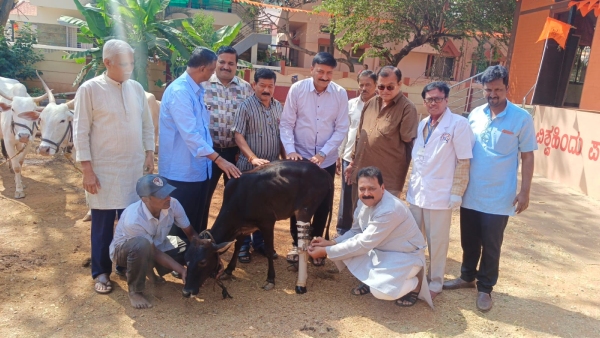 Artificial Leg Fitting to Cow Calf Successful at Hubballi 
