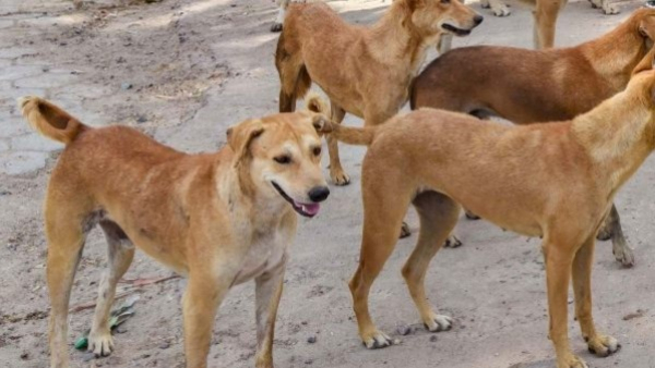 Former MLA Moideen Bawa In Wheelchair Due To Stray Dogs Attack, Suffers Injuries