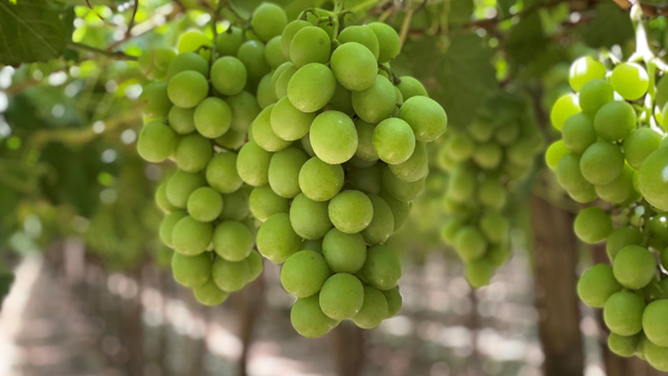 Drakshi Mela from today: Hopcoms to offer grape, watermelon tasting