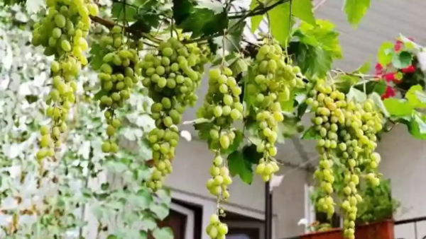 Drakshi Mela from today: Hopcoms to offer grape, watermelon tasting