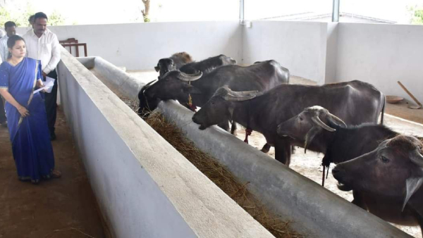  Fodder Banks At Every Drought Hit Taluk Of Dharwad Districts 