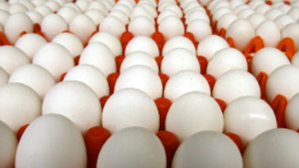 Bengaluru Woman Lost Rs 48,000 While Trying To Order Eggs In Online