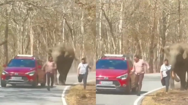 An Elephant Attacks Tourists on The Road; Details here
