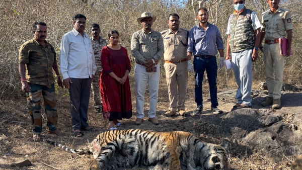 An Elephant Attacks Tourists on The Road; Details here