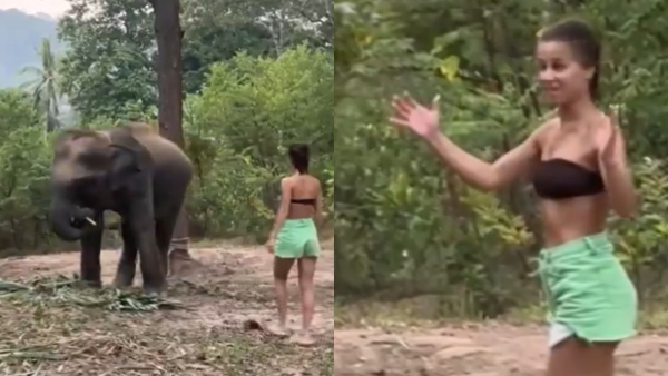  An elephant punched a woman who went to click a photo!