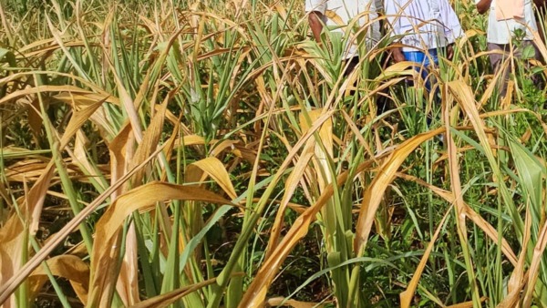 80 Lakh rupees drought relief money distributed to 4,511 farmers