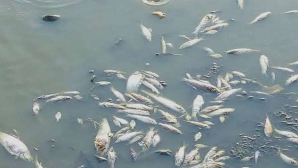 Illegal Fishing Activity Busted In Cauvery River At Mysuru Illegal Fishing Activity Busted In Cauvery River At Mysuru