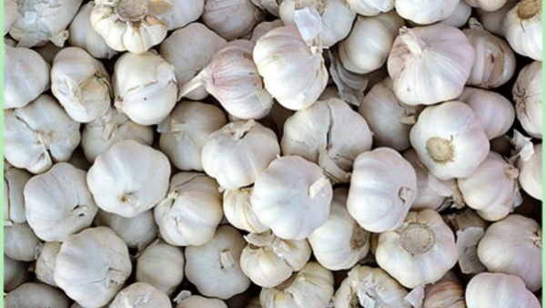 Worth of ₹80,000 Garlic stolen overnight in harihar taluks hosalli village Worth of ₹80,000 Garlic stolen overnight in harihar taluks hosalli village
