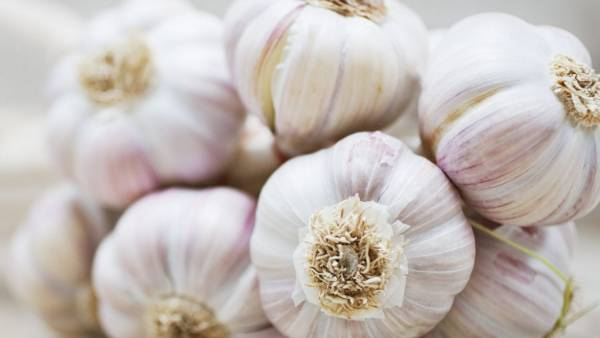 MP Farmer Turns ₹25 Lakh Garlic Investment into ₹1 Crore Revenue