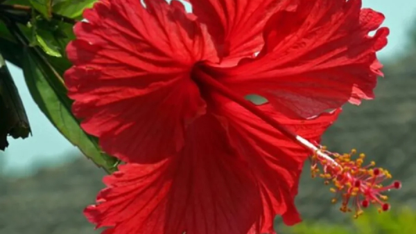 What Are The Health Benefits Of Hibiscus