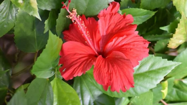 What Are The Health Benefits Of Hibiscus