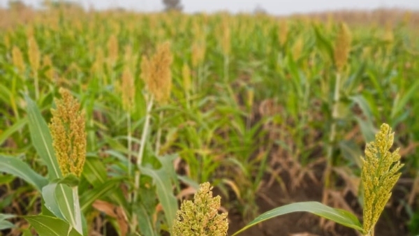 Registration only for purchase of Monsoon Jowar: Farmers in Raichur are at a loss Registration only for purchase of Monsoon Jowar: Farmers in Raichur are at a loss