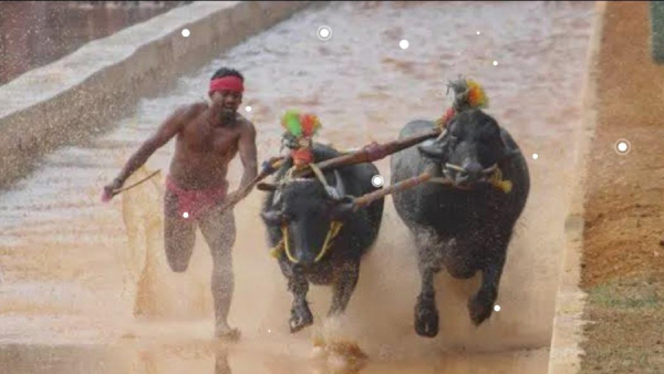 Mangaluru: Vamanjoor Jodukare Kambala Creates New Record