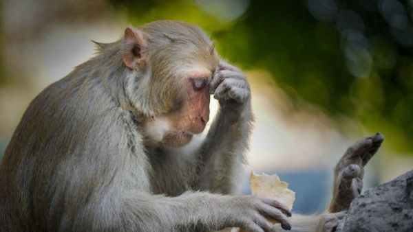 Kyasanur Forest Disease Increasing In Chikkamagaluru District