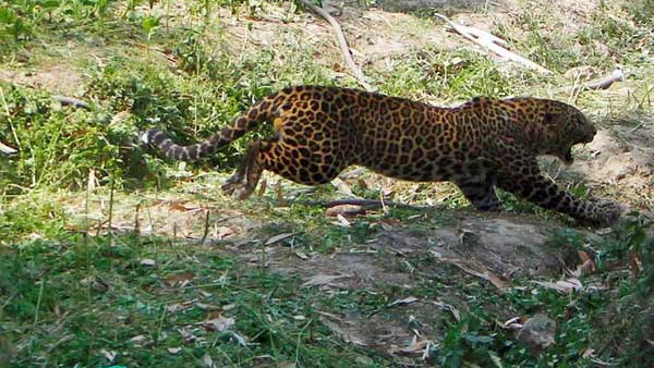 Countrys Biggest Leopard Safari Starts In Bannerghatta Biological Park Countrys Biggest Leopard Safari Starts In Bannerghatta Biological Park