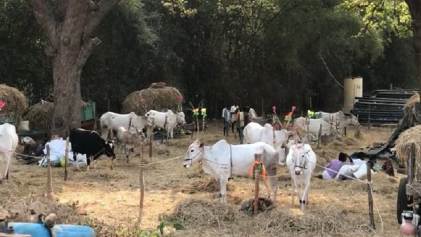 Travel News: What Is The Specialty Of Mudukutore Mallikarjuna jathre Travel News: What Is The Specialty Of Mudukutore Mallikarjuna jathre