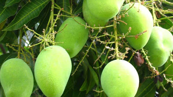 Good mango yield expected in Dharwad district