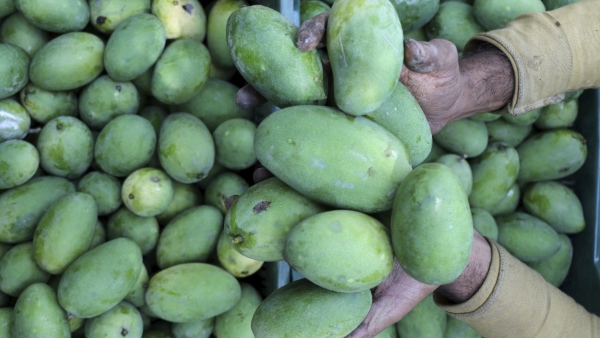 Diseases In Mango Crop In Summer Agriculture Department Tips