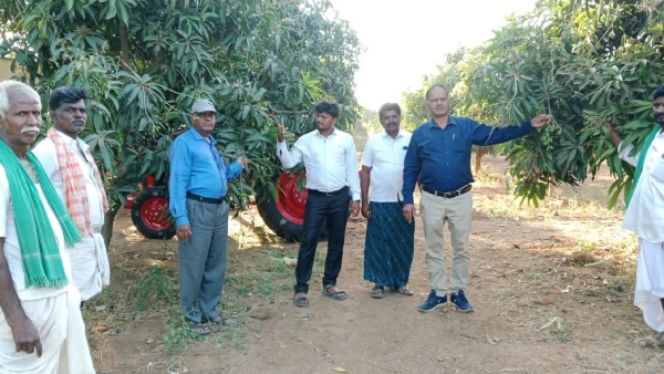 Mango Farming Summer Tips For Farmers