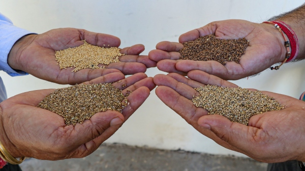 Karnataka Budget 2024: CM Siddaramaiah Announced Namma Millets Yojana Know More
