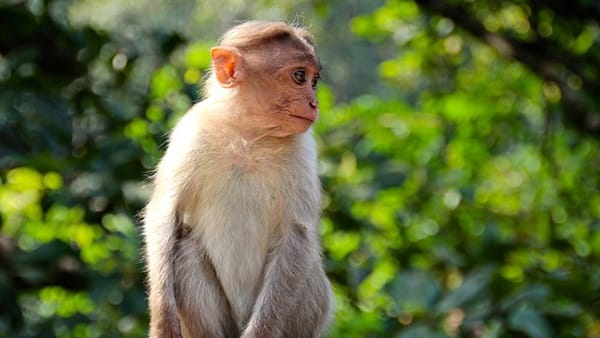 Man Death In Chikkamagaluru Due To Kyasanur Forest Disease Man Death In Chikkamagaluru Due To Kyasanur Forest Disease