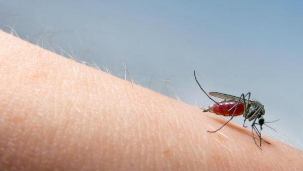 mosquito remedies in kannada best and effective home remedies for mosquitoe