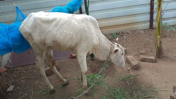 Raichur: Narega scheme helped rural farmers