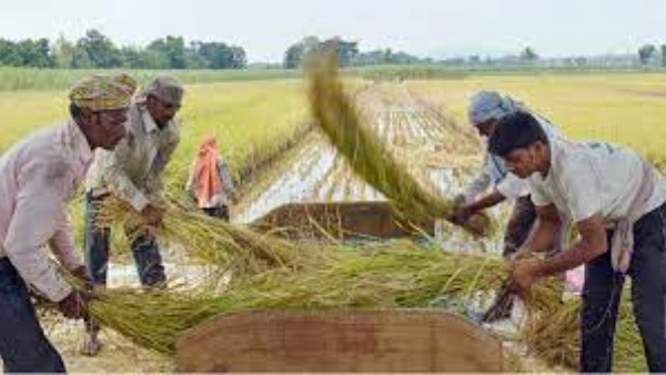 Raichur Paddy: Paddy turned yellow- farmer panic in Raichur