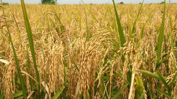 Raichur Paddy: Paddy turned yellow- farmer panic in Raichur
