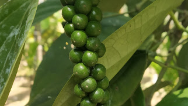 Arecanut And Pepper Purchase Legal Suggestions 