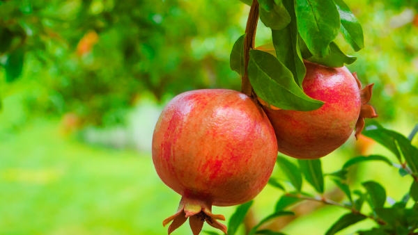 Vastu tips in kannada now the best and worst direction for pomegranate tree