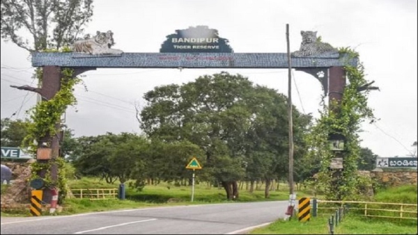 Forest Department Is Taking All Precautions To Protect Bandipur From Forest Fire
