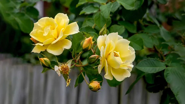 Happy Rose Day 2024 Different Colours Of Roses And Their Meaning in kannada