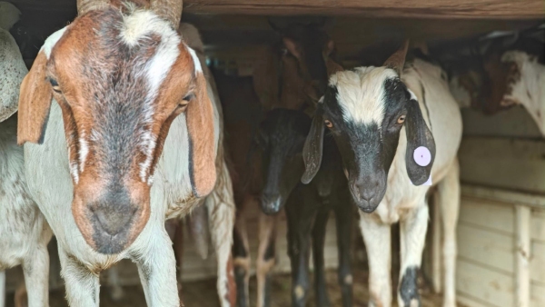 Amrita Swabhimani Kurigahi Scheme Subsidy For Sheep Farming