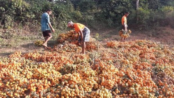 Arecanut price details on February 13 In karnataka State, know Statistic details 