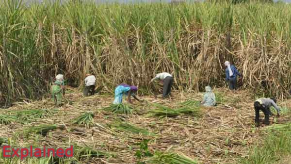 Union Govt Increased Sugarcane FRP Price to Rs 340 Per Quintal, New Rate Implement From October 1 Union Govt Increased Sugarcane FRP Price to Rs 340 Per Quintal, New Rate Implement From October 1