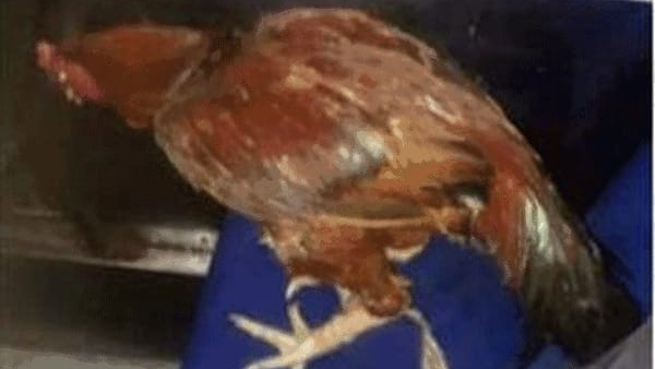 clash over getting ticket for chicken on the bus at kudligi 