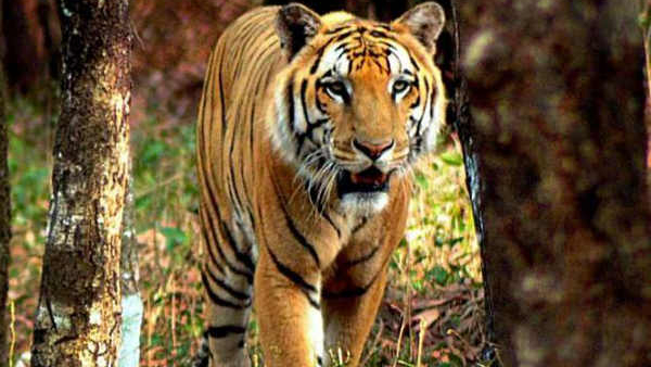 Tiger attack: Two seriously injured due to tiger attack near Shivapura village